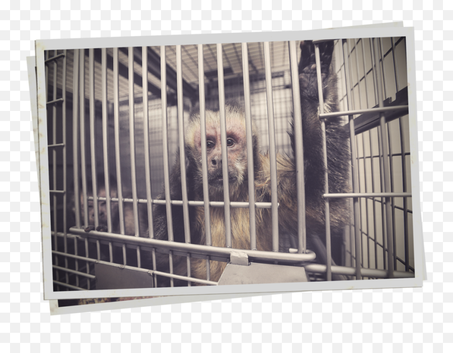 Dangerous Bill In California Would Make It Impossible To - Animal Shelter Png,Transparent Animals