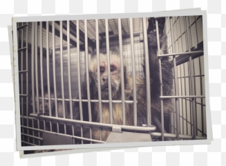 Dangerous Bill In California Would Make It Impossible To - Animal Shelter Png,Transparent Animals
