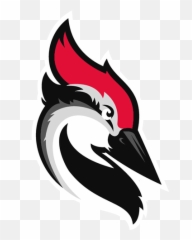 Png Transparent Woodpecker - Woodpecker Cold Email,Woodpecker Png