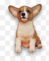 Kingwood Not Home Alone - Huisdier Kussen Png,Dog Sitting Png