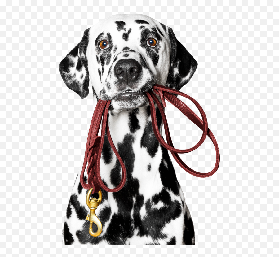 Glampaw Dog Walking U0026 Fertility Service Carlisle Cumbria - Dog And Cat Bath Png,Dalmatian Png