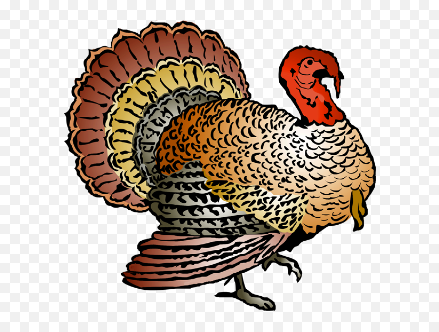 Turkey Clipart U2013 Gclipartcom - Thanksgiving Clip Art Turkey Png,Thanksgiving Clipart Transparent