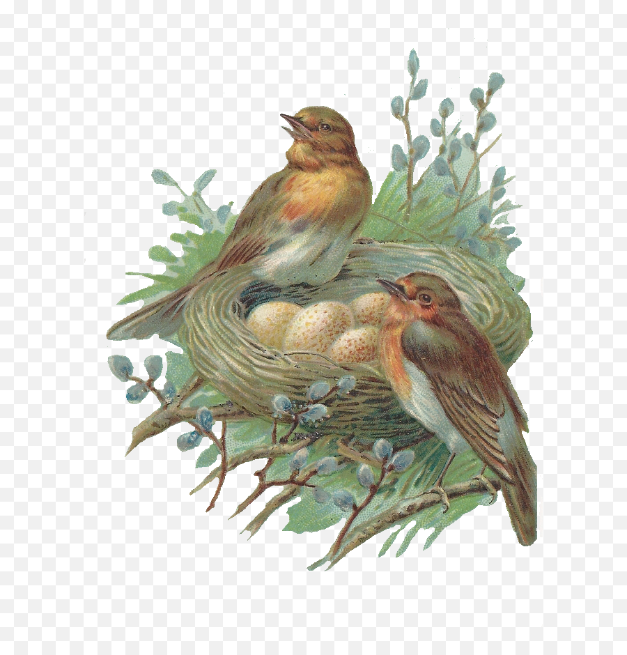 Download Nest Png Image Hq - Bird In Nest Png,Nest Png