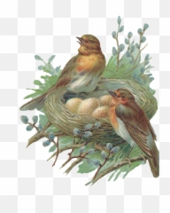 Download Nest Png Image Hq - Bird In Nest Png,Nest Png