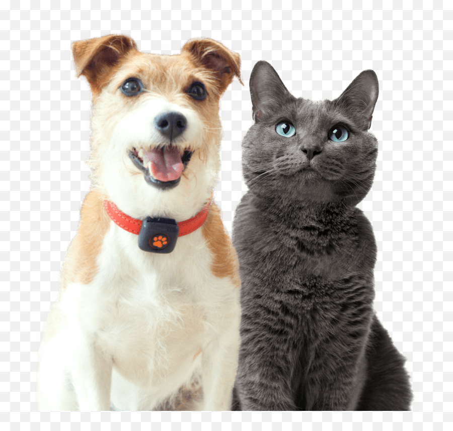 Pet Insurance Cover And Quotes Everypaw - Martingale Png,Platinum Cats Vs Dogs Icon