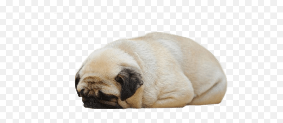 Sleeping Pug Png Dogs