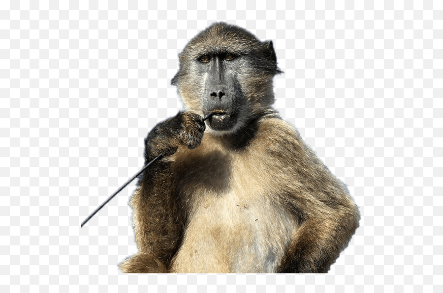 Baboon With Stick In His Mouth Png - Baboon Transparent Background,Mouth Png