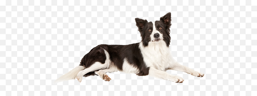 Dogs And Cats North Star Animal Center United States - Collie Dog Lying Down Png,Icon Border Collies