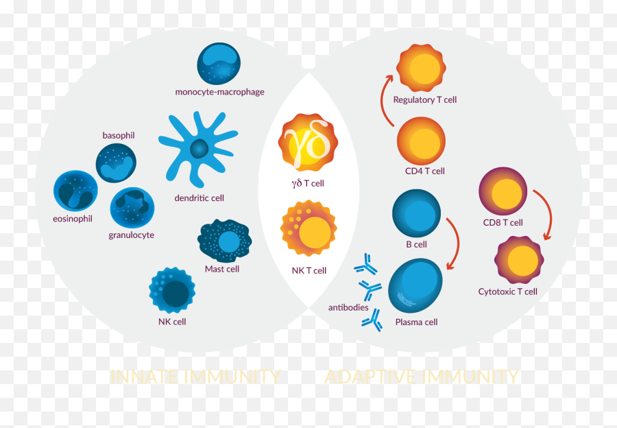 Gamma Delta T Cells - Lava Therapeutics Gamma Delta T Cells Png,Gamma Icon