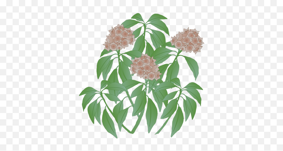 Index Of Ressources - Ticeresstice1partagevisuelian Hollow Joe Pye Weed Png,Dead Flowers Png