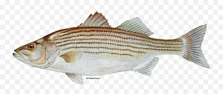 Striped Bass - Striped Bass Fish Png,Bass Fish Png