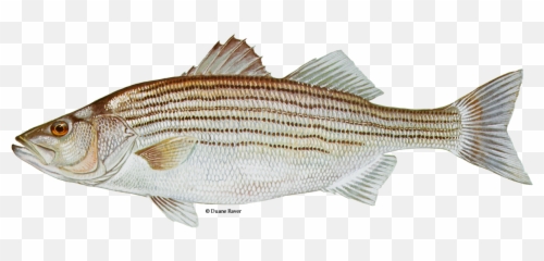 Striped Bass - Fish png