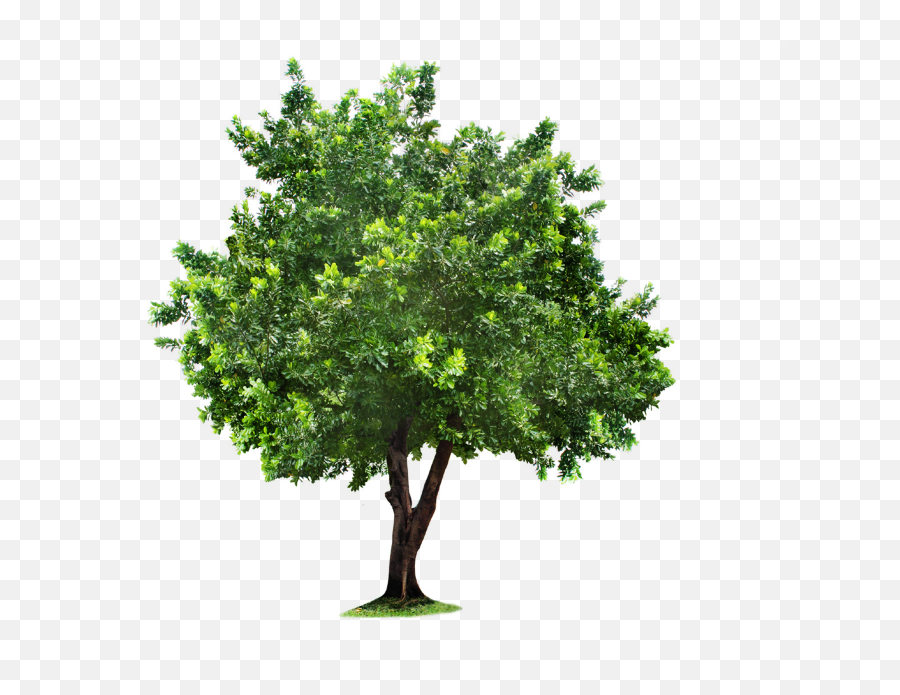 Plan Tree Png Download Free Clip Art - High Quality Tree Png,Grass Top View Png