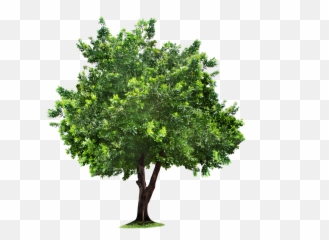 Plan Tree Png Download Free Clip Art - High Quality Tree Png,Grass Top View Png