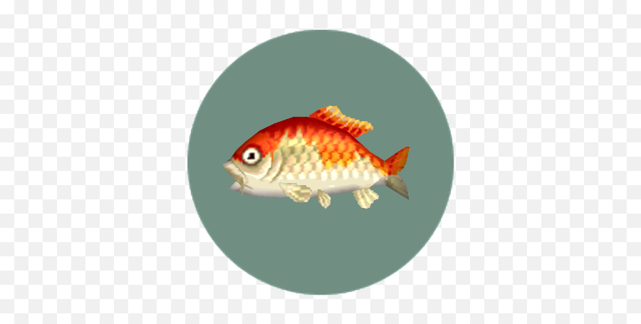 Download Rare Fish - Animal Crossing Pocket Camp Rare Fish Koi Acnl Png,Koi Fish Png