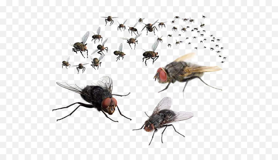 Flying Bug Free Png Image Arts - Transparent Flies Png,Insects Png