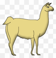 Llama - Llama Png,Llama Png