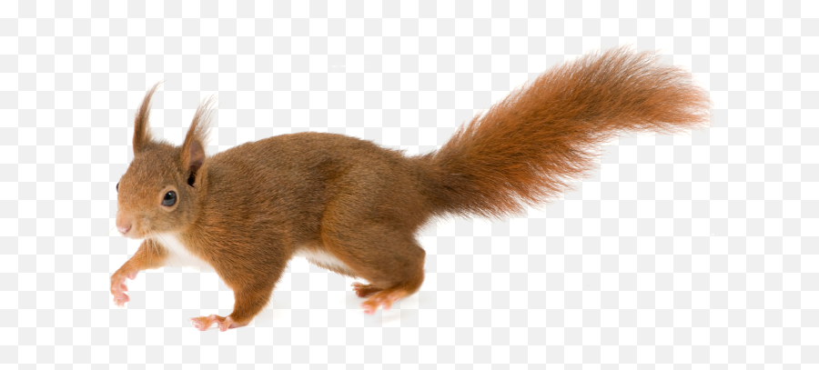 Squirrel Png - Animal Png,Squirrel Transparent Background