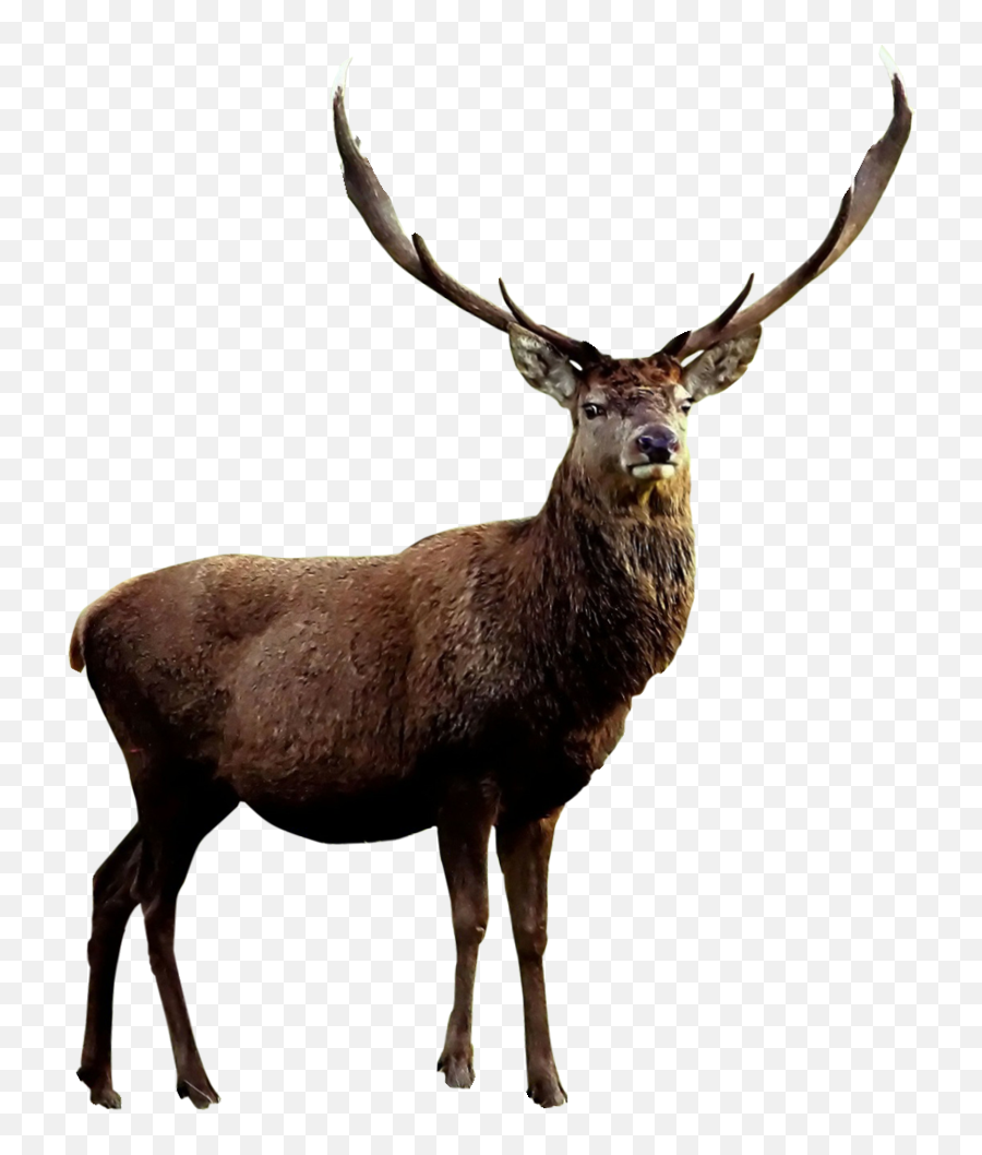 Moose Elk Png - Elk Png,Antlers Png
