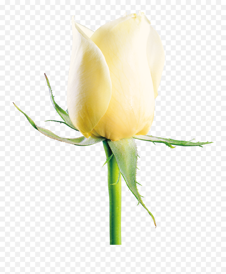 White Rose Png Image Flower Picture - White Rose Image Download,White Rose Transparent Background