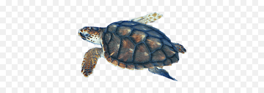 Watercolor Sea Turtle Transparent U0026 Png Clipart Free - Tortugas Png,Turtle Clipart Png