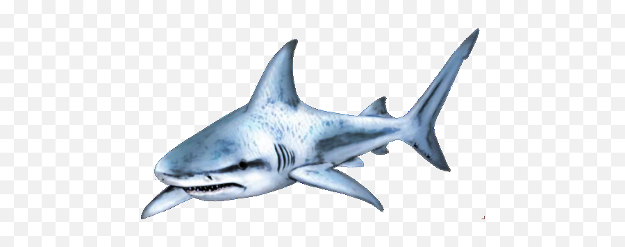 Shark Png Transparent Images - Shark Png,Shark Transparent Background