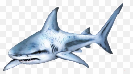 Shark Png Transparent Images