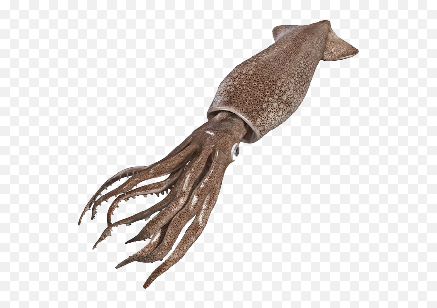 Real Squid Png Clipart Background Play - Transparent Squid Png,Real Png