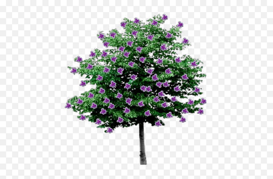 Index Of Trees - Flowering Trees With Transparent Background Png,Pine Tree Branch Png