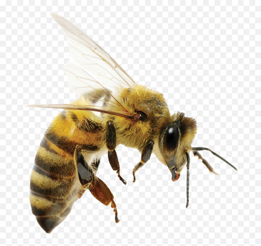 Png Transparent Images Free Download - Difference Between Wasp And Queen Bee,Bee Png