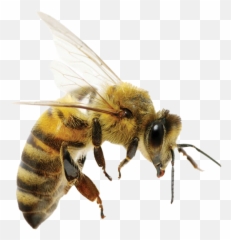 Png Transparent Images Free Download - Difference Between Wasp And Queen Bee,Bee Png