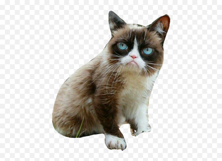 Grumpy Cat Png Picture - Grumpy Cat No Background,Grumpy Png