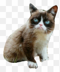 Grumpy Cat Png Picture - Grumpy Cat No Background,Grumpy Png