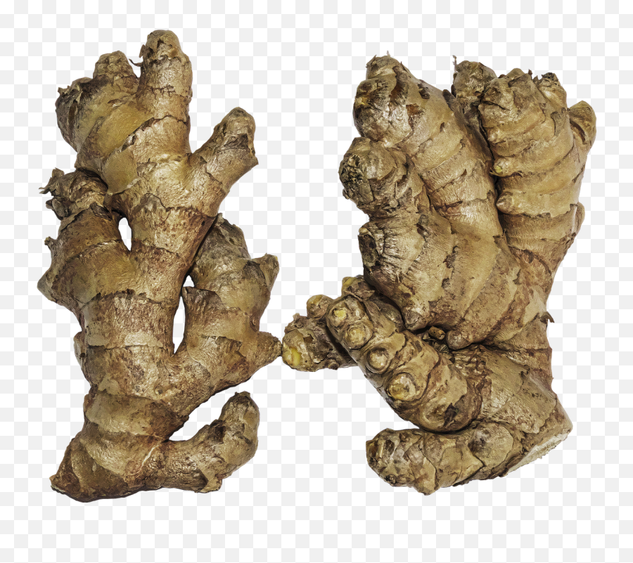 Ginger Rhizome Root - Ginger Rhizome Png,Ginger Png