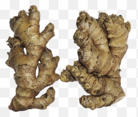 Ginger Rhizome Root - Ginger Rhizome Png,Ginger Png