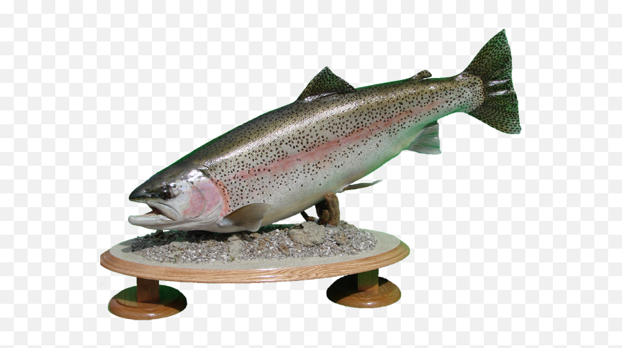 Download Rainbow Trout Mount - Rainbow Trout Png,Trout Png