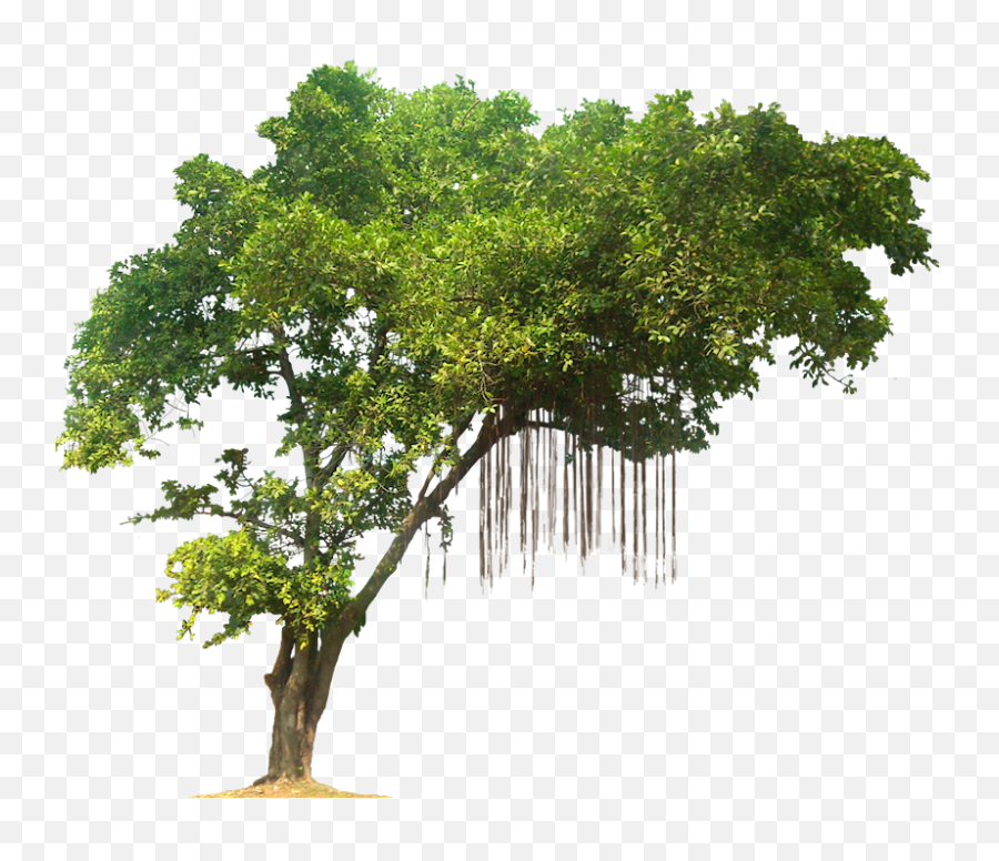 Forest Tree Transparent Png Clipart - Jungle Tree Png,Forest Tree Png