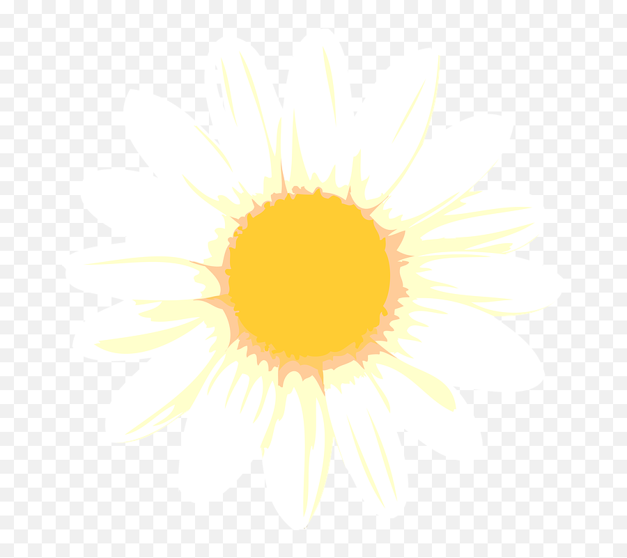Camomile - Cardiacs Flower Png,Sun Transparent Clipart