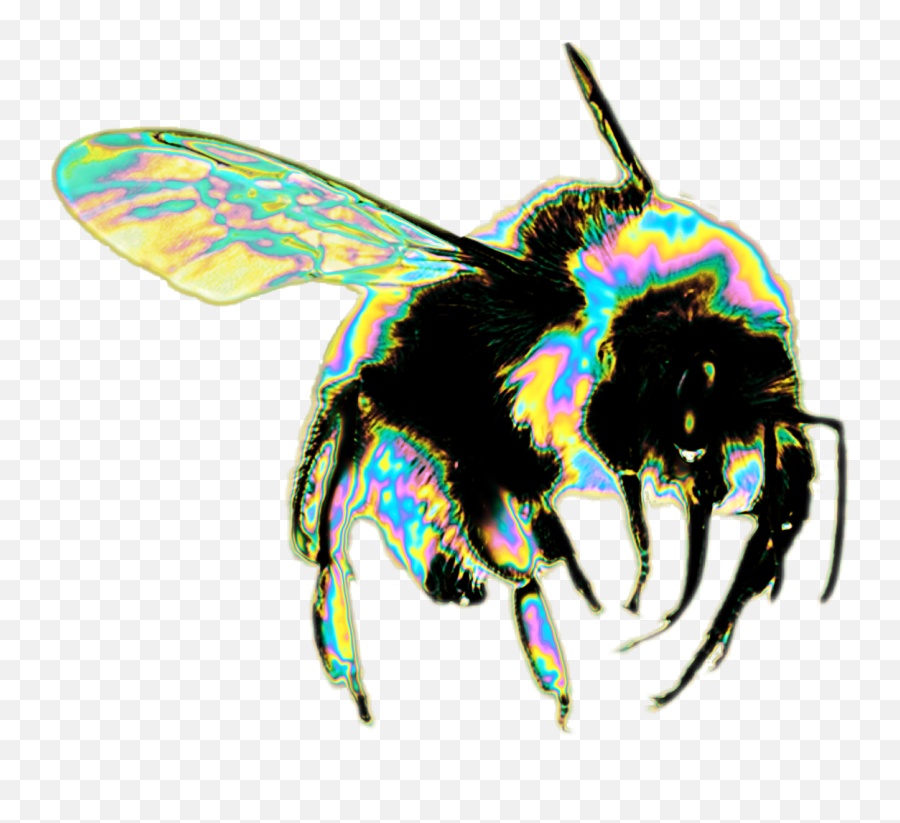 Download Transparent Tumblr Bee - Bee Png,Transparent Bee