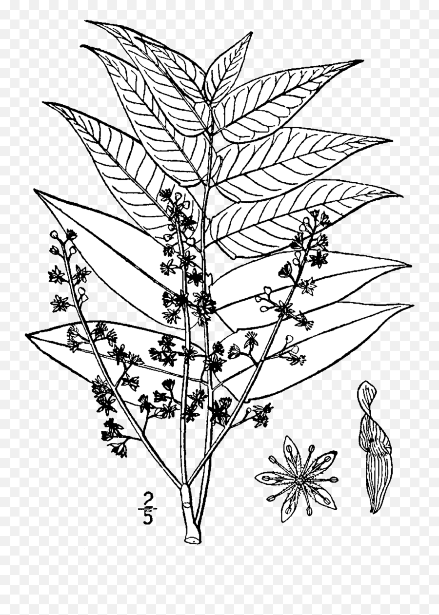 Ailanthus Altissima Drawing - Tree Of Heaven Botanical Drawing Png,Draw Png