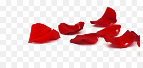 Rose Petals Png Transparent Images - Background