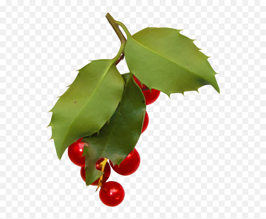 Holly Aquifoliales Leaf Plant For - Holly Png,Holly Leaves Png