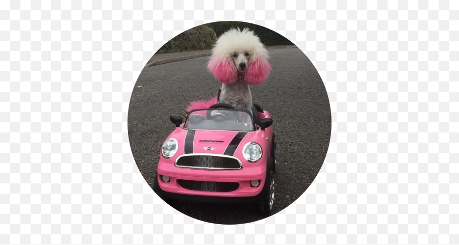Pink Poodle Venice U2013 Professional Dog Model Actor Stunts Tv - Mini Cooper Png,Pink Dog Logo