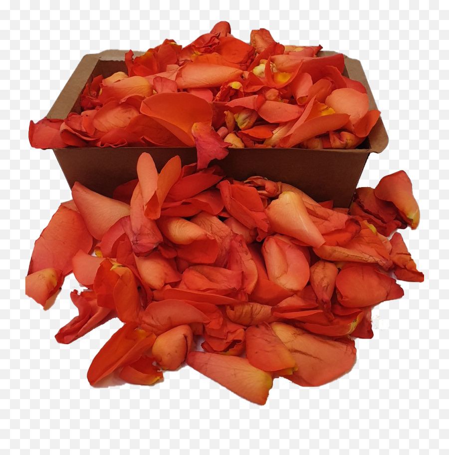 Rozennl Orange Rose Petals - Flower Png,Rose Petals Transparent