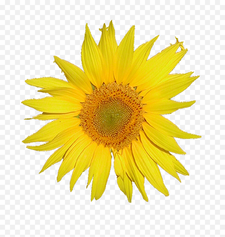 Tournesol Sunflower - Mediawiki Logo Png,Yellow Flower Transparent Background