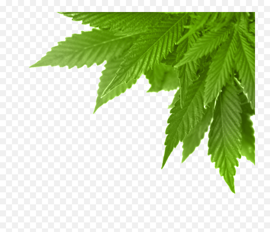 Download Real Marijuana Leaf Png - Full Size Png Image Pngkit Marijuana Leaf Png,Pot Leaf Transparent Background