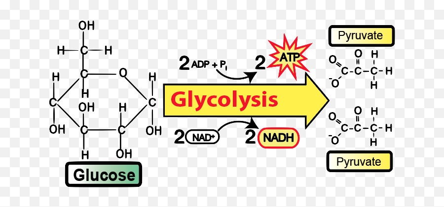 Glycolysis Tutorial U2013 Sciencemusicvideos - Dot Png,Cleavage Icon