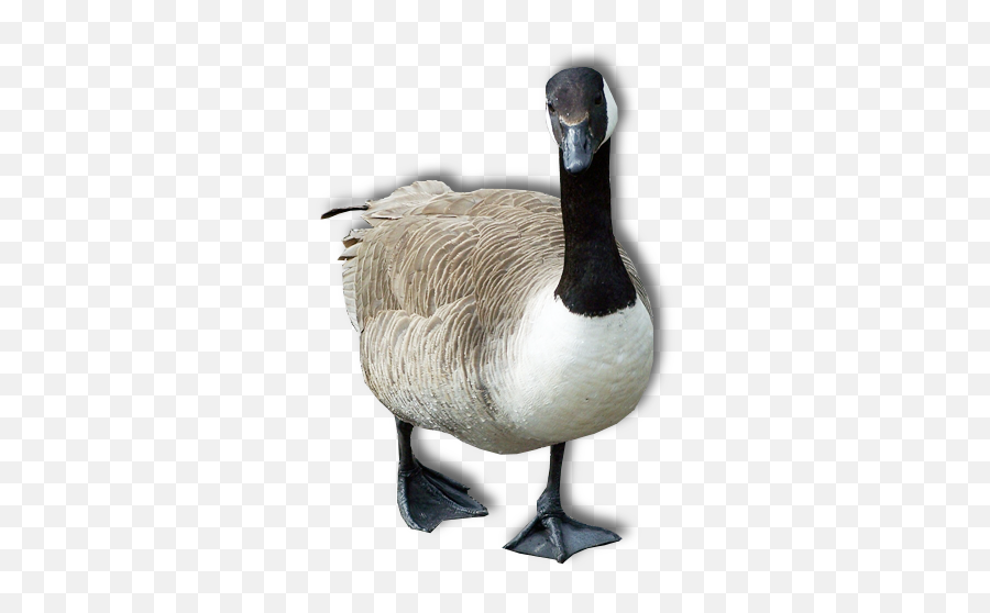 Goose Png Transparent Image - Goose Png,Goose Transparent