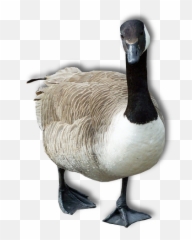 Goose Png Transparent Image - Goose Png,Goose Transparent