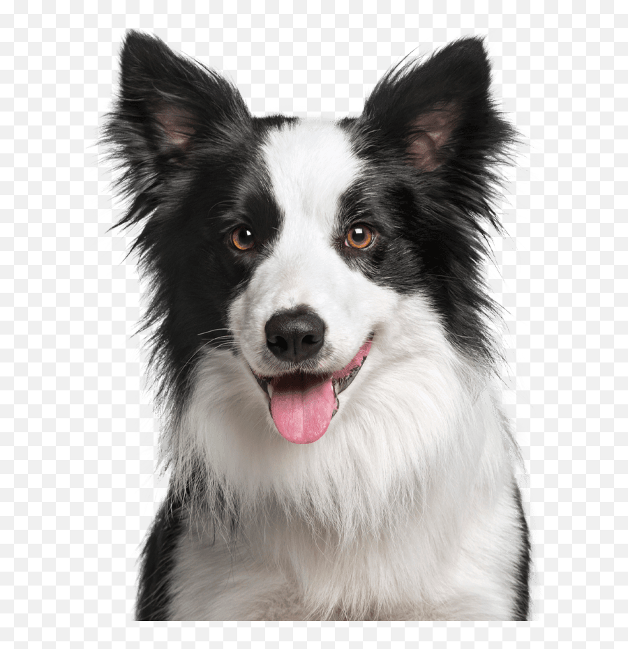 Pet Surgery Lakewood Ranch Bradenton Coastal Animal - Border Collie Puppies Png,Icon Border Collies